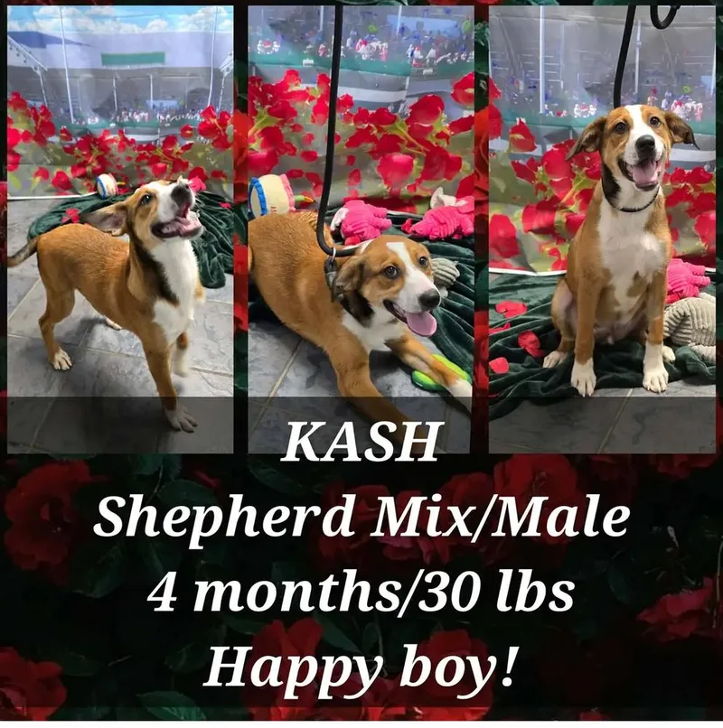 Kash