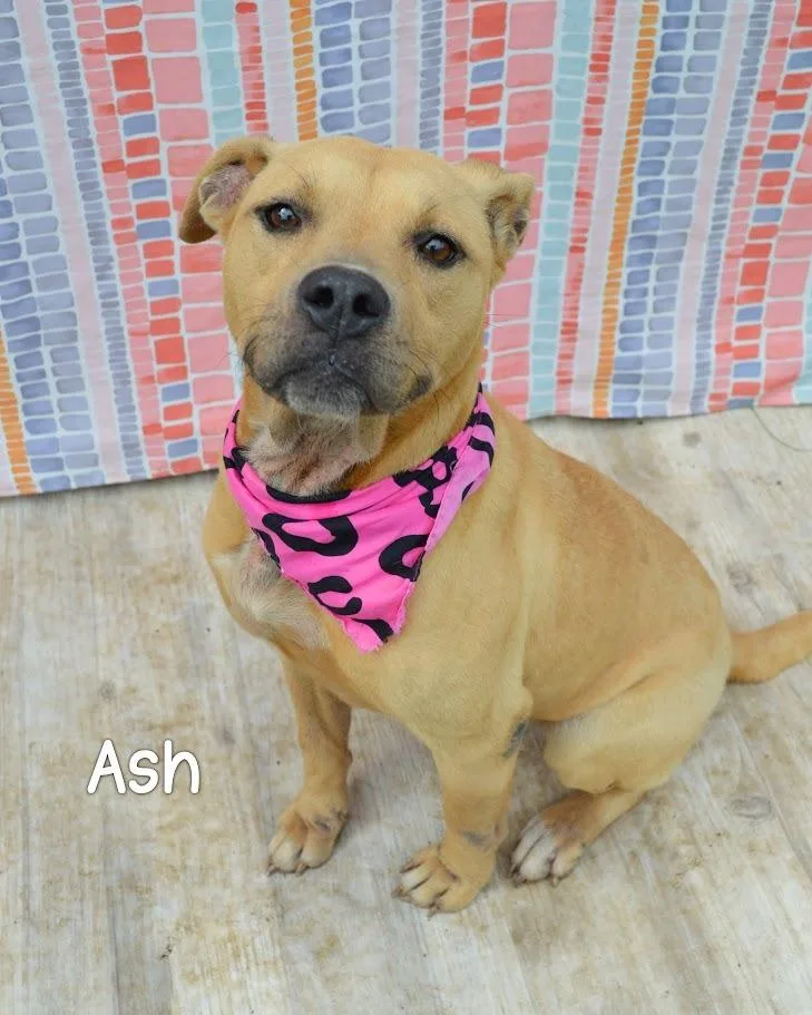 Ash