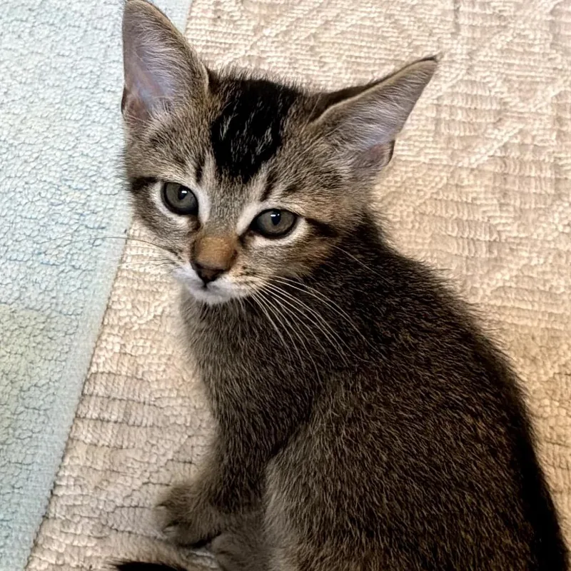 A baby small-sized male Gray / Blue / Silver Abyssinian cat named Spanky for adoption in Fresno, CA