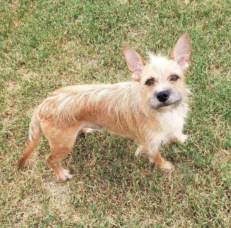An adult small-sized male Golden Chihuahua dog named Spencer for adoption in Altus, OK