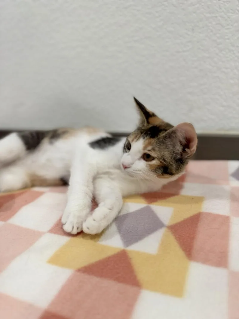A baby medium-sized female Calico Domestic Short Hair cat named Mesa for adoption in Las Vegas, NV
