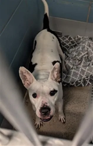 A young medium-sized female Staffordshire Bull Terrier dog named Camila for adoption in Houston, TX