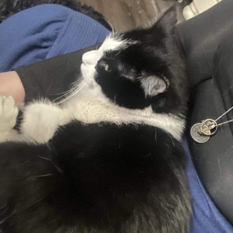 An adult large-sized male Domestic Short Hair cat named Ness for adoption in Rochester, MN