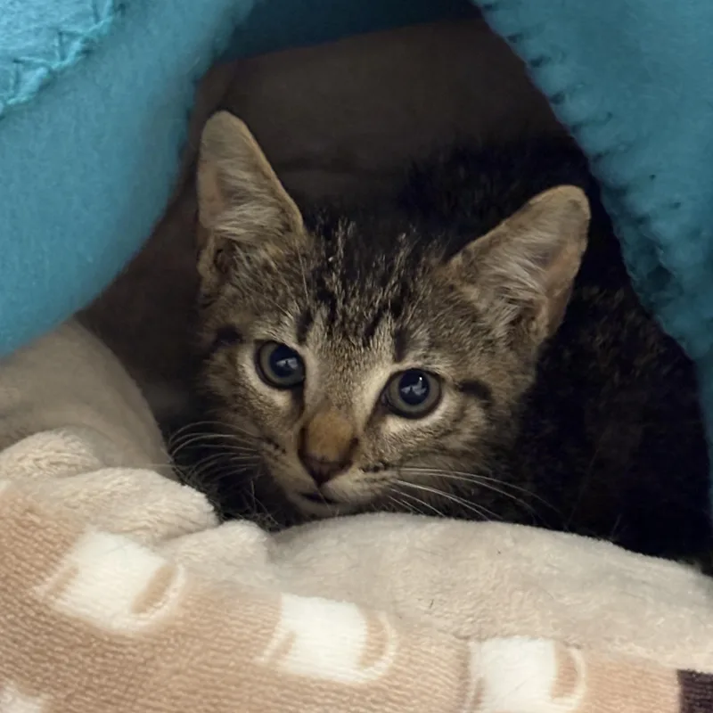 A baby small-sized male Tabby (Buff / Tan / Fawn) Domestic Short Hair cat named Winston for adoption in Beaufort, SC