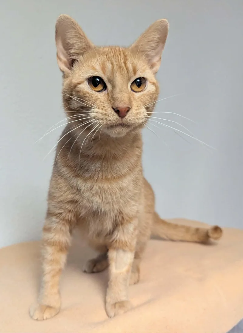 An adult medium-sized female Tabby (Orange / Red) Domestic Short Hair cat named Jamie for adoption in Little Falls, MN