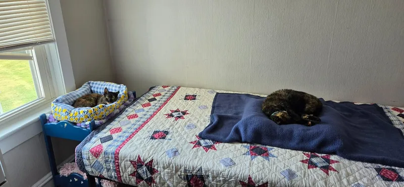 A baby small-sized female Tortoiseshell cat named Mila for adoption in New Bedford, MA