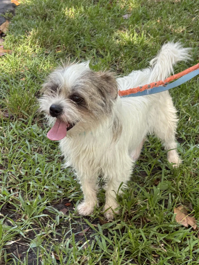 An adult small-sized male Norfolk Terrier dog named Larry for adoption in Margate, FL