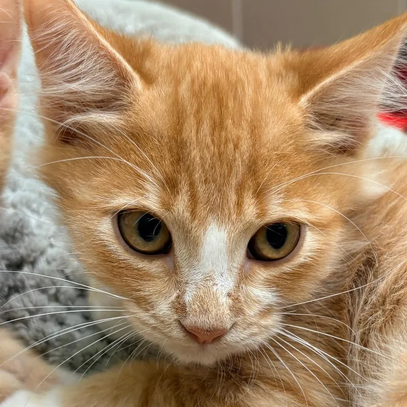 A baby small-sized male Orange / Red Domestic Medium Hair cat named Vander for adoption in Wickenburg, AZ