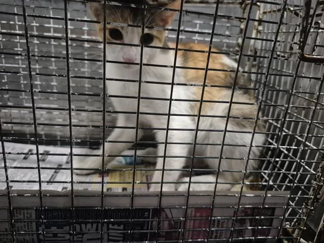 A young medium-sized female Domestic Short Hair cat named London for adoption in San Antonio, TX