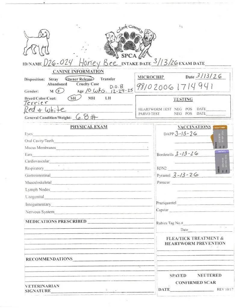 A baby large-sized female Terrier dog named Honey Bee for adoption in Springfield, OH