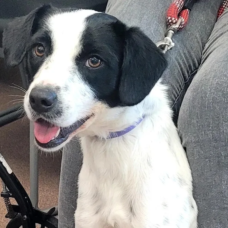A young medium-sized female Pointer dog named Milan for adoption in Chatham, NJ