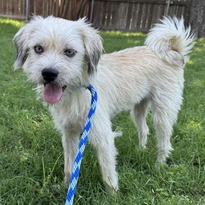 An adult small-sized female Yellow / Tan / Blond / Fawn Terrier dog named Roo for adoption in Grapevine, TX