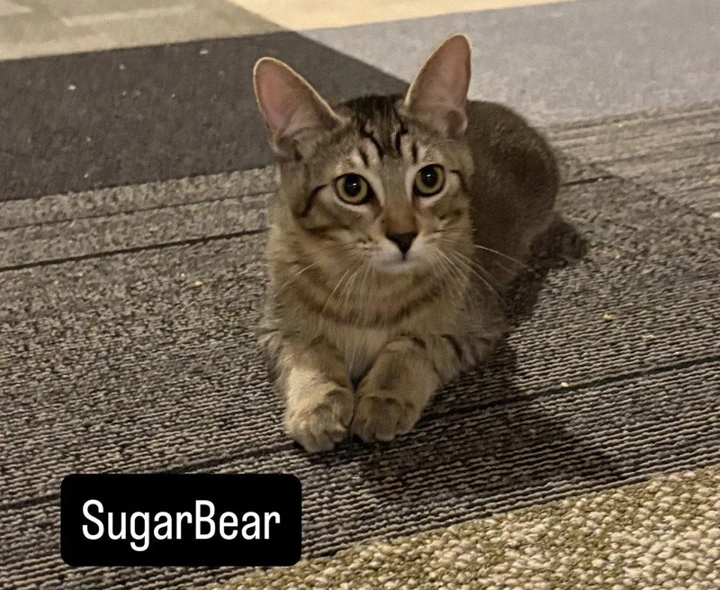 A baby small-sized female Tabby cat named Sugar Bear and Sweet for adoption in O'Fallon, MO