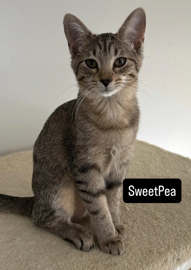 Sugar Bear and Sweet thumbnail 2