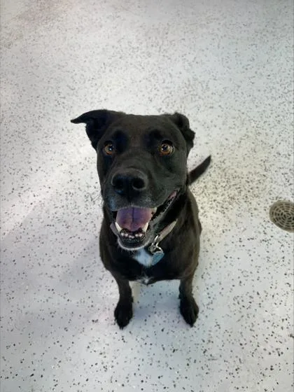 A senior medium-sized female Black Labrador Retriever dog named Nala for adoption in Rapid City, SD