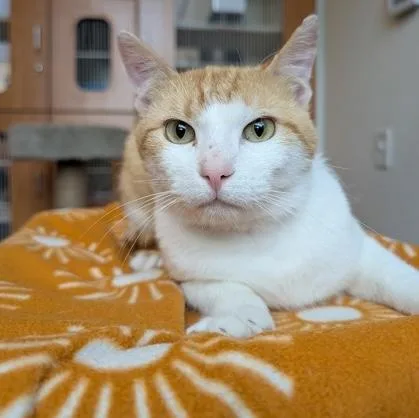 An adult medium-sized male Tabby (Orange / Red) Domestic Short Hair cat named Frank for adoption in Rochester, MN