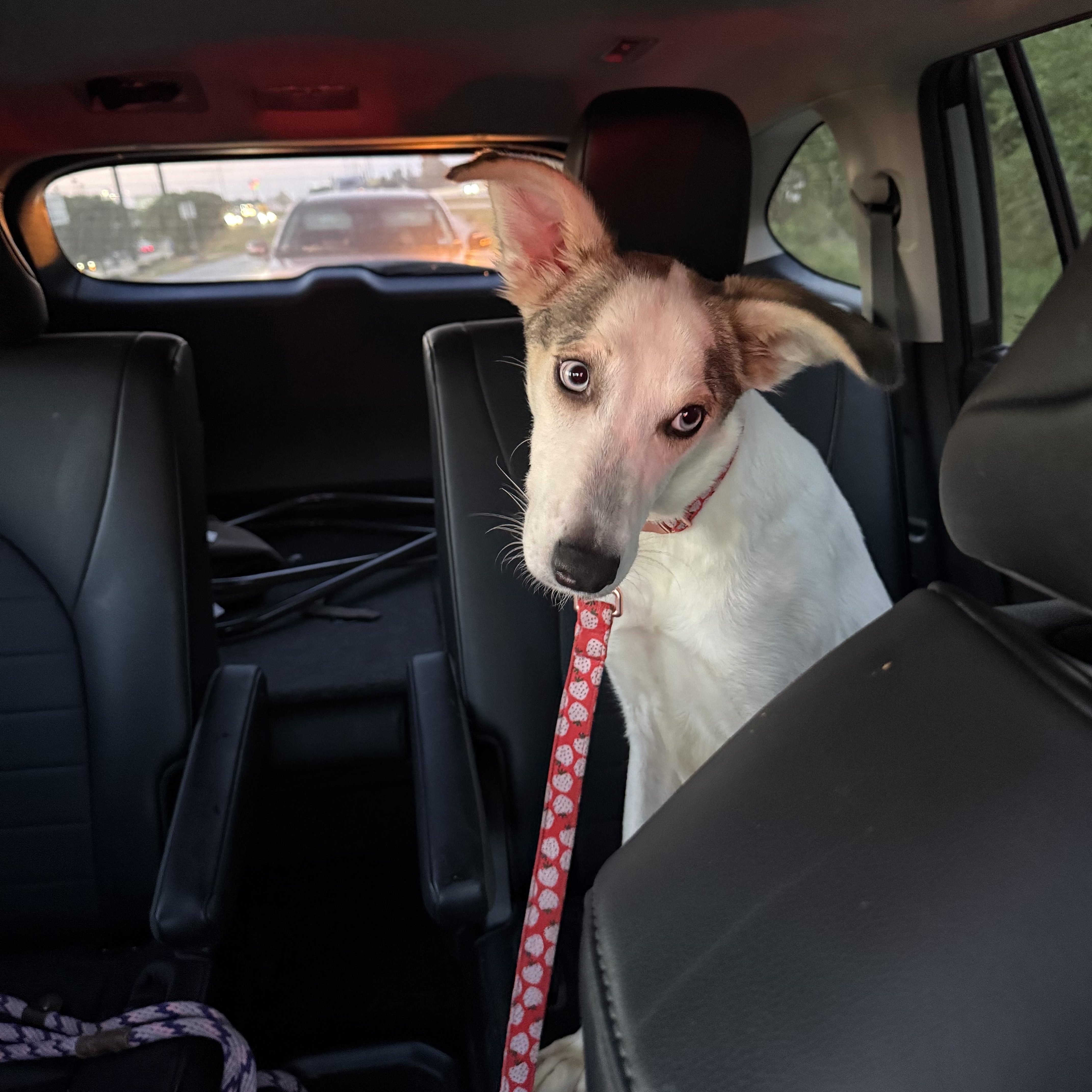 A baby medium-sized female White / Cream Husky dog named Delta for adoption in Humble, TX
