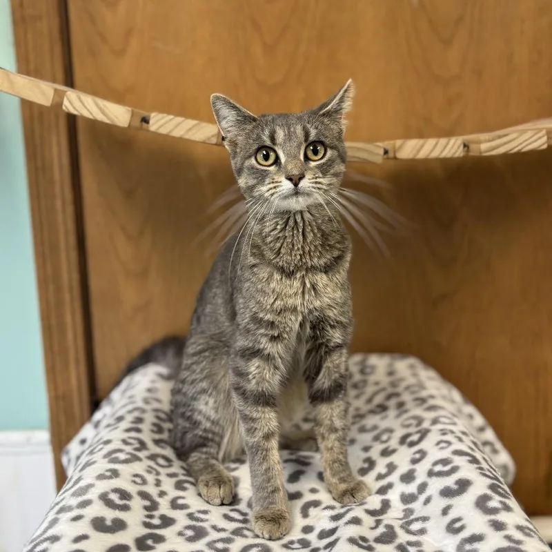 A young medium-sized female Gray / Blue / Silver Domestic Short Hair cat named Feliciana for adoption in Fargo, ND