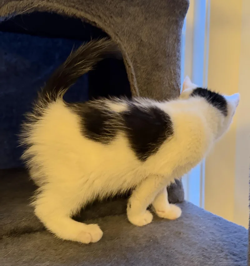 A baby medium-sized female Black & White / Tuxedo Domestic Medium Hair cat named Gia for adoption in Ephrata, WA