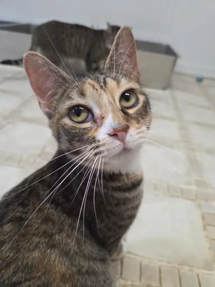 A young small-sized female Domestic Short Hair cat named Peek A Boo for adoption in Bloomsburg, PA