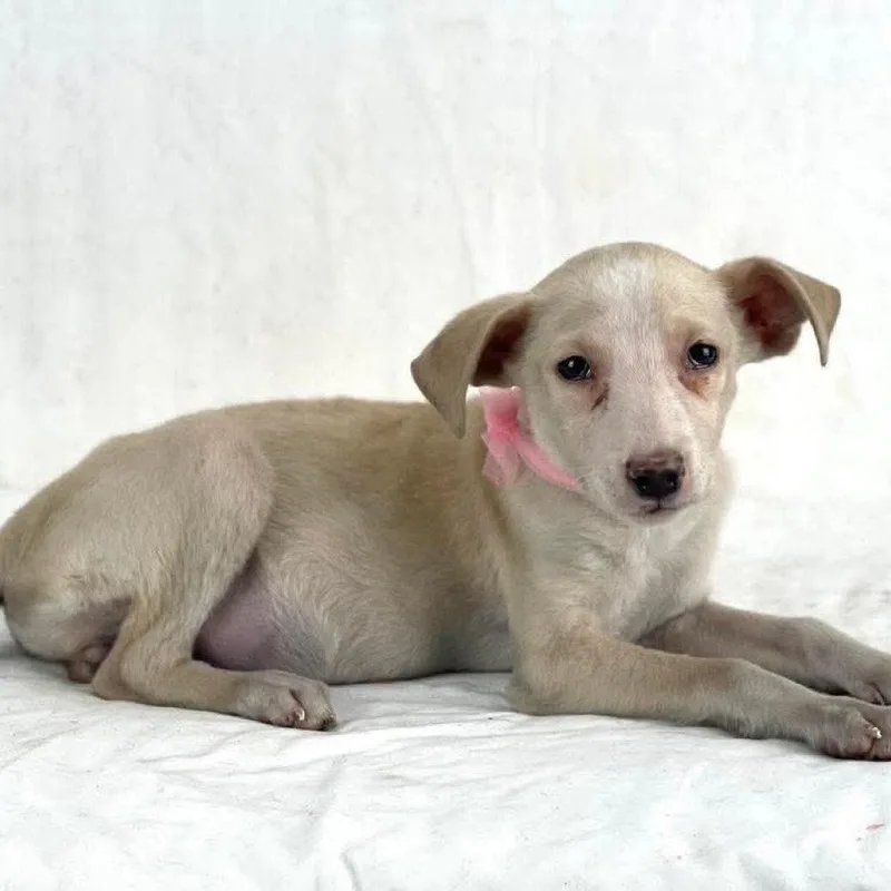 A baby medium-sized female White / Cream Labrador Retriever dog named Fiona Local August for adoption in Brookshire, TX