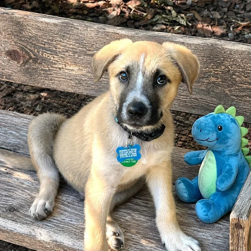 A baby small-sized male Yellow / Tan / Blond / Fawn Shepherd dog named Lars for adoption in Boerne, TX