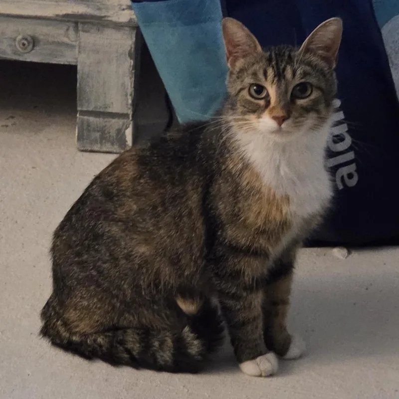 A young small-sized female Tortoiseshell Domestic Short Hair cat named Lucy for adoption in Shelbyville, IN