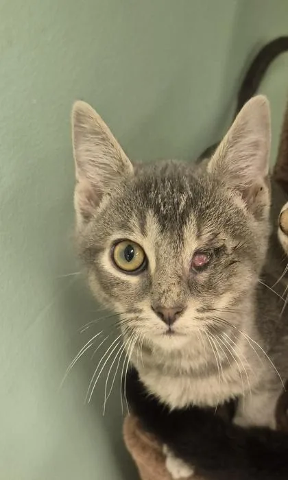 A young small-sized male Domestic Short Hair cat named Rimmie for adoption in Columbus, IN
