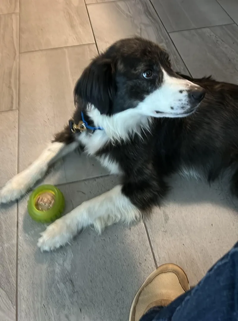 An adult medium-sized male Black Border Collie dog named King "Chief" for adoption in Seymour, IN