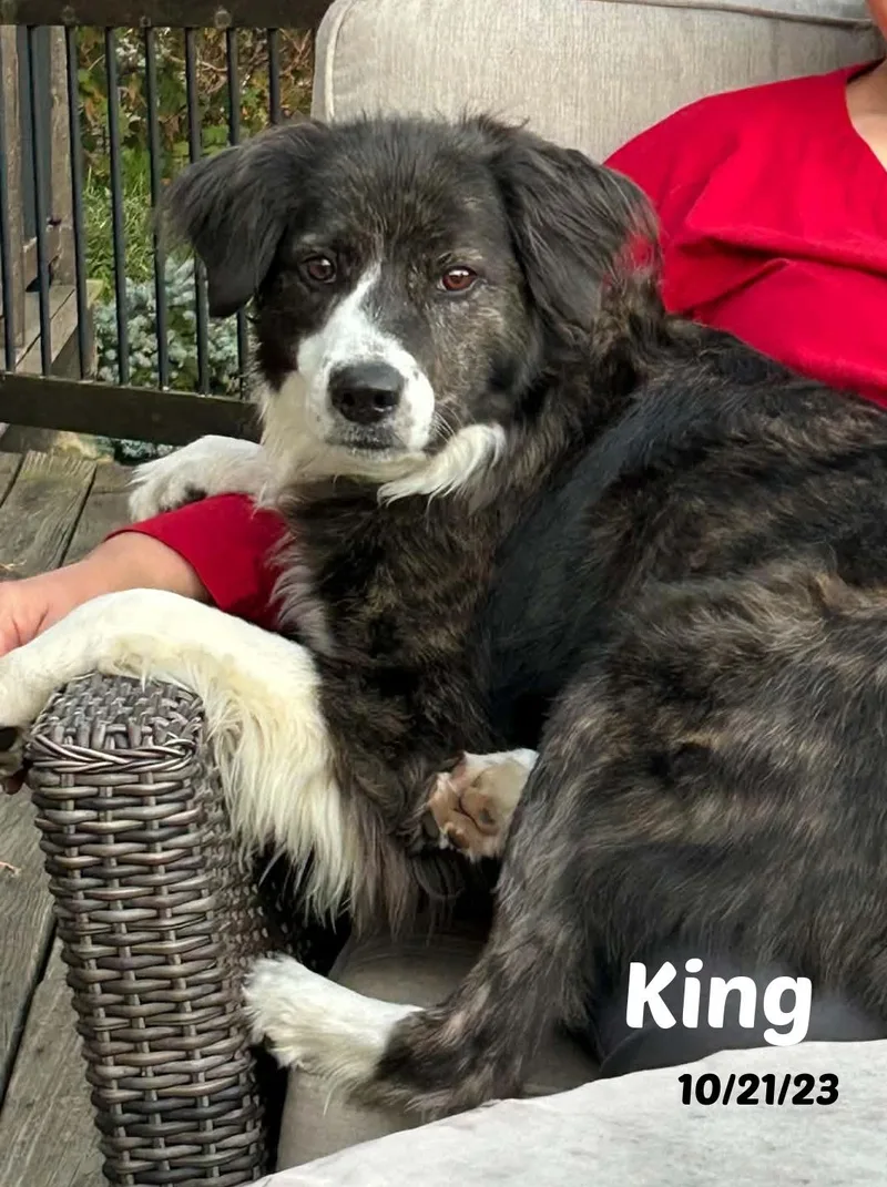 King "Chief" thumbnail 2