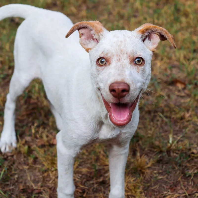 A baby medium-sized female Cattle Dog dog named Blossom for adoption in Mansfield, TX