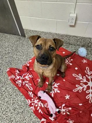 A young medium-sized male Pit Bull Terrier dog named Rusty for adoption in Westland, MI