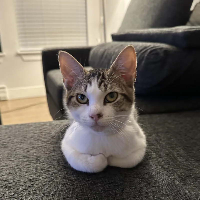 A baby small-sized male White Domestic Short Hair cat named DaVinci for adoption in Fort Collins, CO