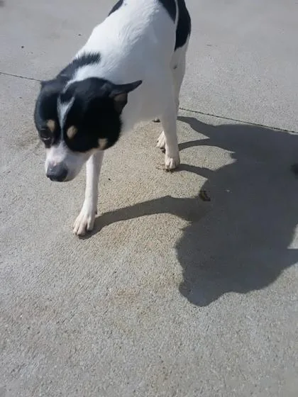 Ghidorah thumbnail 2