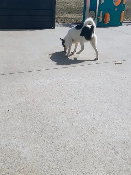 Ghidorah thumbnail 3