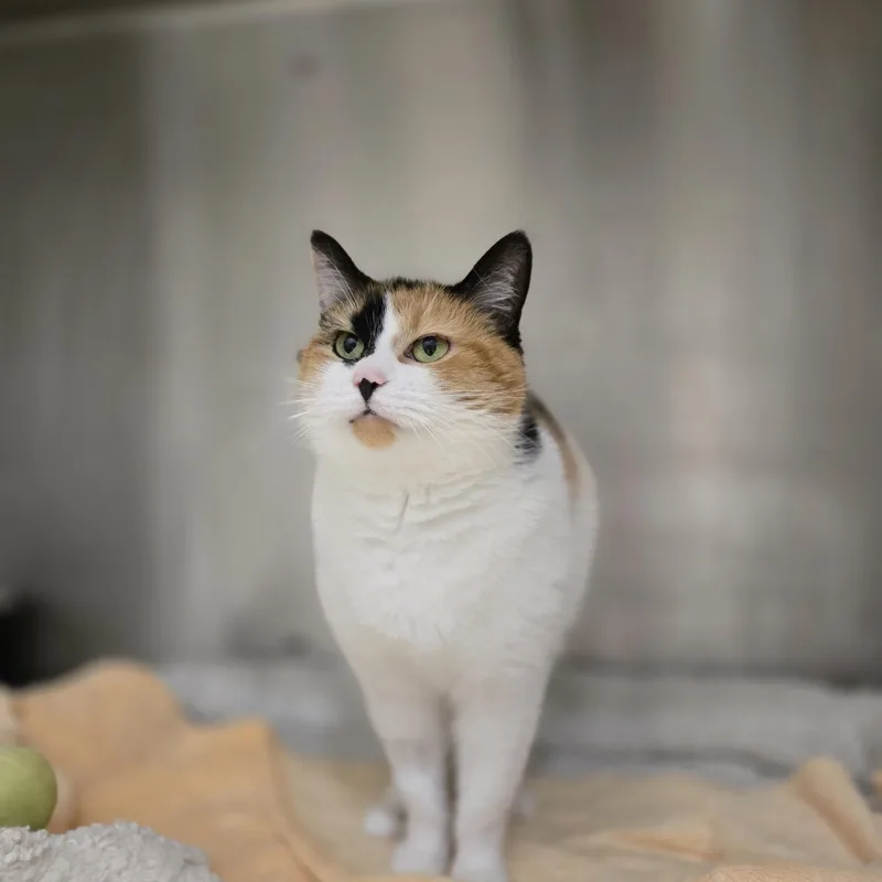 Morrissey thumbnail 2