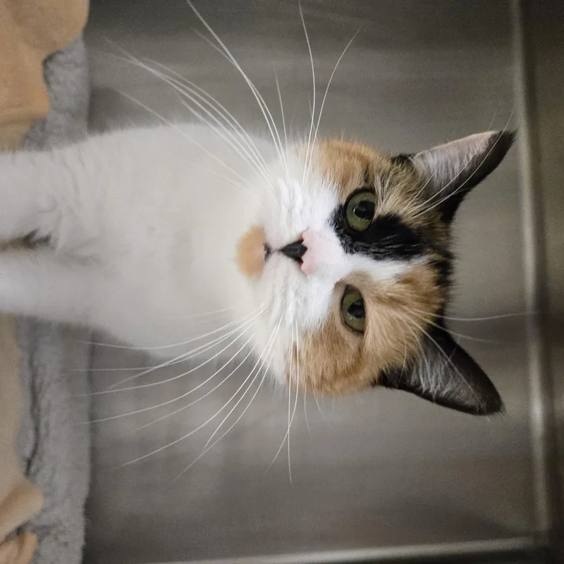 Morrissey thumbnail 3