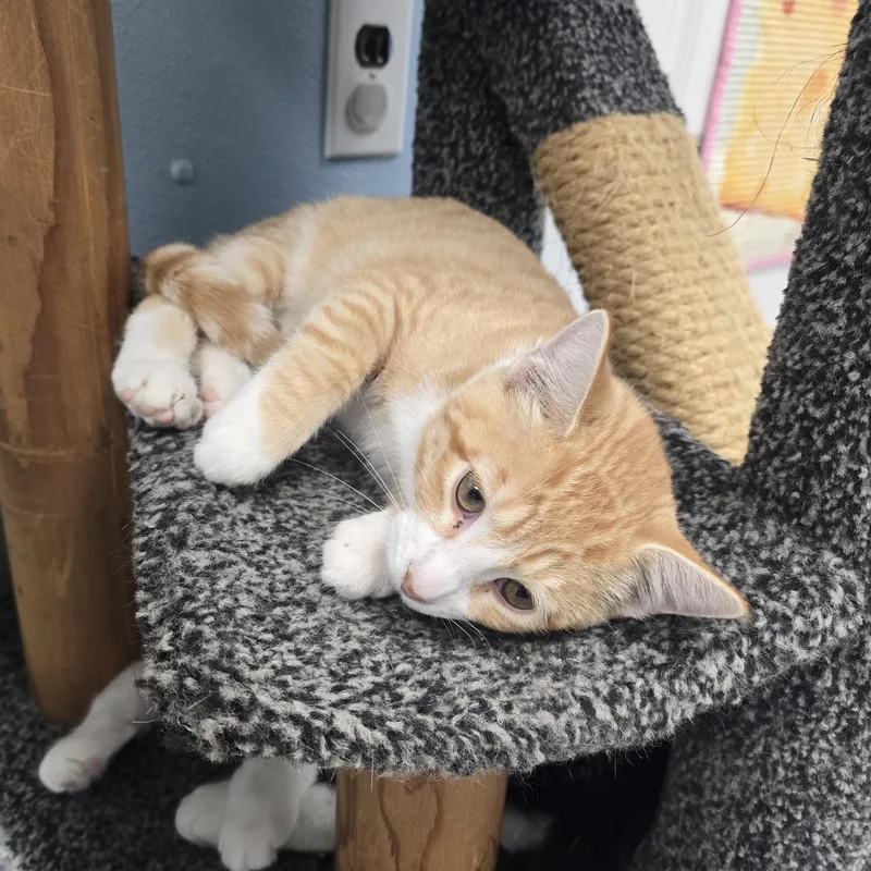 A baby medium-sized male Orange & White Domestic Short Hair cat named Fanta for adoption in Farmington, MO