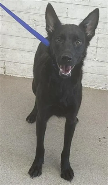 A young medium-sized female Australian Kelpie dog named Sadie for adoption in San Bernardino, CA