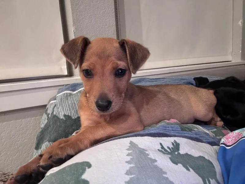 A baby medium-sized female Australian Cattle Dog / Blue Heeler dog named Whyatt for adoption in Fort Lupton, CO