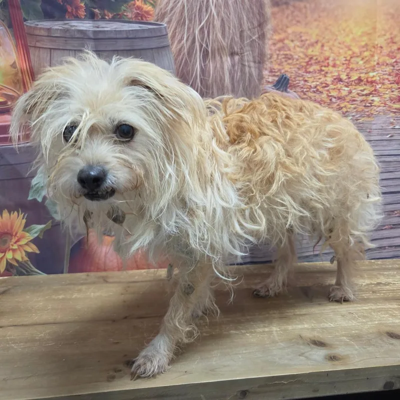 An adult small-sized female Chihuahua dog named Peyton for adoption in Normal, IL