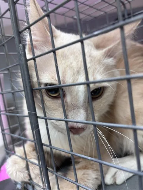 An adult medium-sized male Domestic Short Hair cat named Shrimp for adoption in Las Vegas, NV