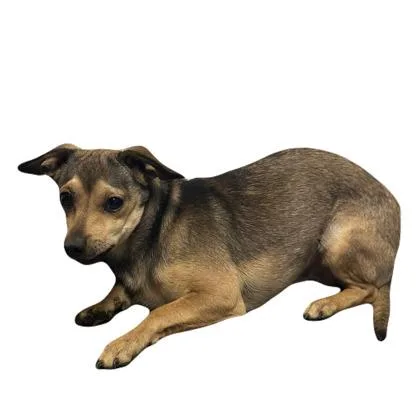 A young small-sized male Chihuahua dog named Kazoo for adoption in Red Bluff, CA