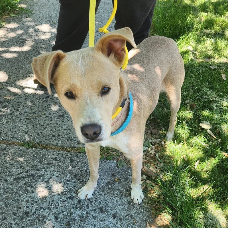 An adult medium-sized male Yellow / Tan / Blond / Fawn Labrador Retriever dog named Comet Express for adoption in Staten Island, NY