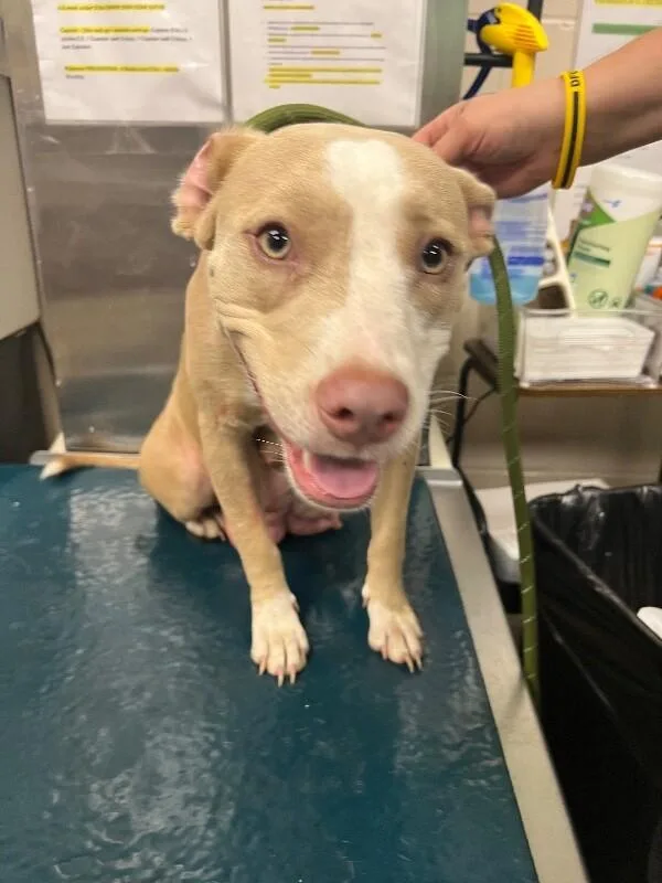 An adult medium-sized female Yellow / Tan / Blond / Fawn American Bulldog dog named Matcha for adoption in Mobile, AL