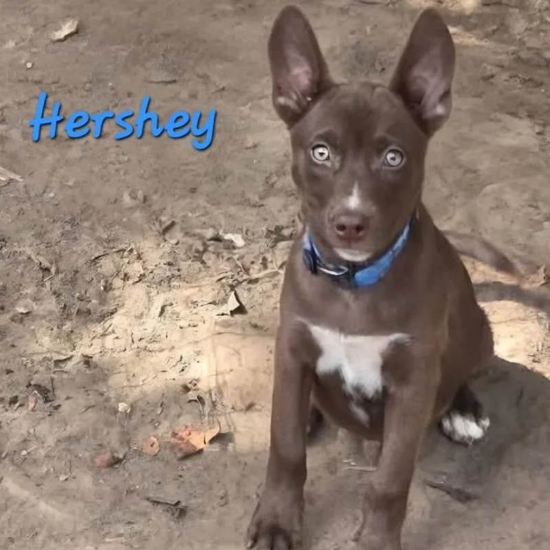 A baby medium-sized male Australian Kelpie dog named Hershey for adoption in Chicago, IL