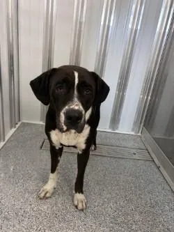 An adult large-sized female Black Mixed Breed dog named Denali for adoption in bellefontaine, OH