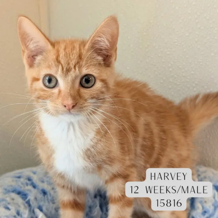 Harvey