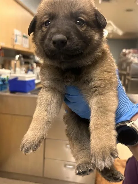 A baby small-sized male German Shepherd Dog dog named Phineas Fylnn for adoption in Riverside, CA