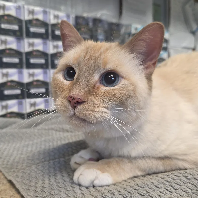 A senior large-sized male Flame Point Siamese cat named Ed Sheeran for adoption in Easton, PA